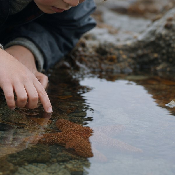 splashing around in a rock pool — detail